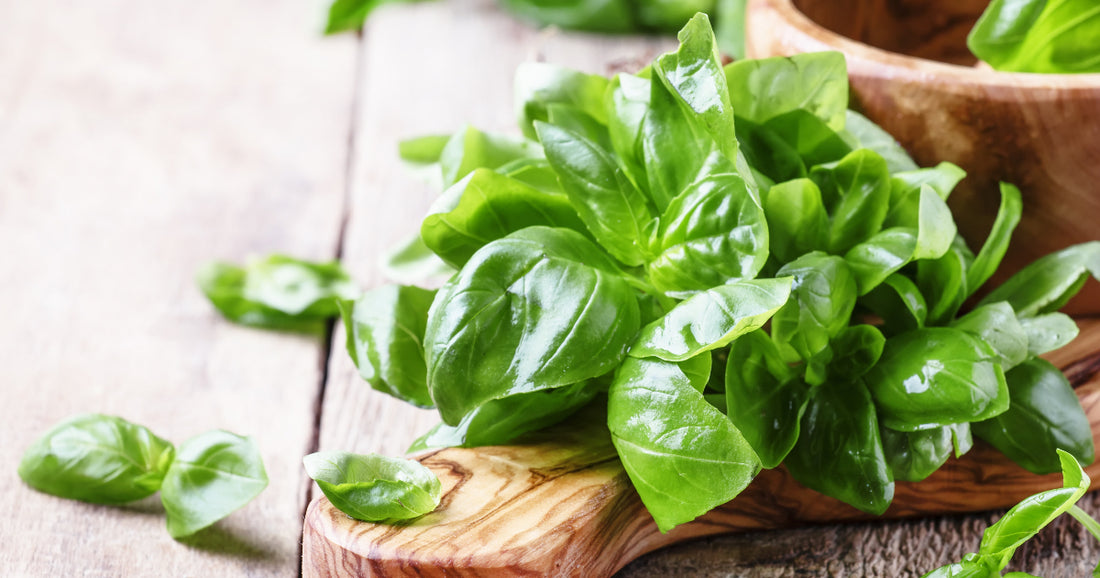 Fresh Basil