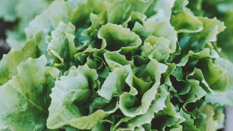 leafy greens lower stress whole harvest