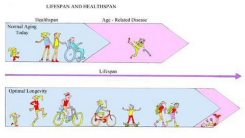 healthspan chart