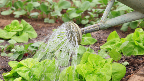 water garden whole harvest blog