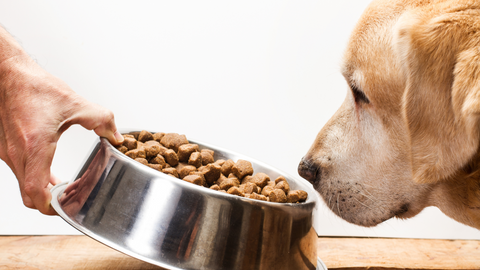 dog food whole harvest blog