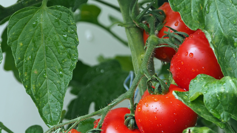 tomato leaves