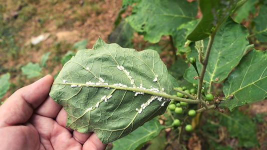 How To Stop Bugs From Eating Your Vegetables