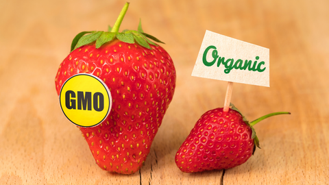 gmo vs organic strawberry whole harvest blog